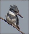 _5SB0516 belted kingfisher